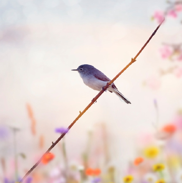 点击大图看下一张：一组梦幻浪漫的鸟儿摄影图片