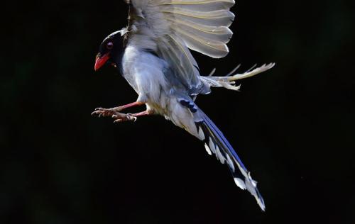 点击大图看下一张：羽色漂亮的红嘴蓝鹊图片