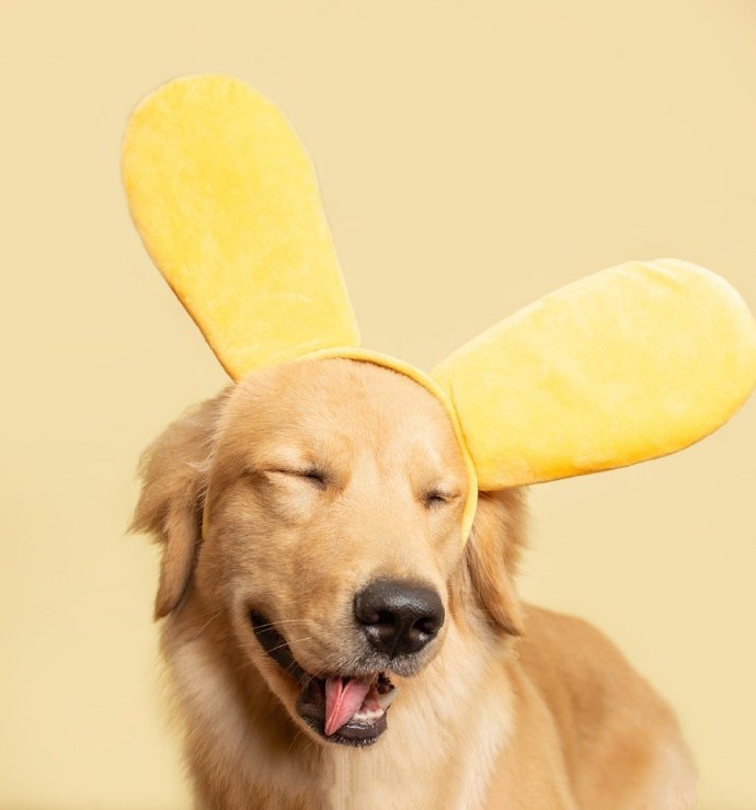 点击大图看下一张：一组温暖可爱的金毛狗摄影图片