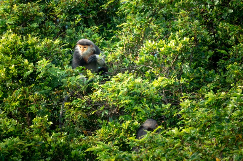 点击大图看下一张：森林里的猴子图片
