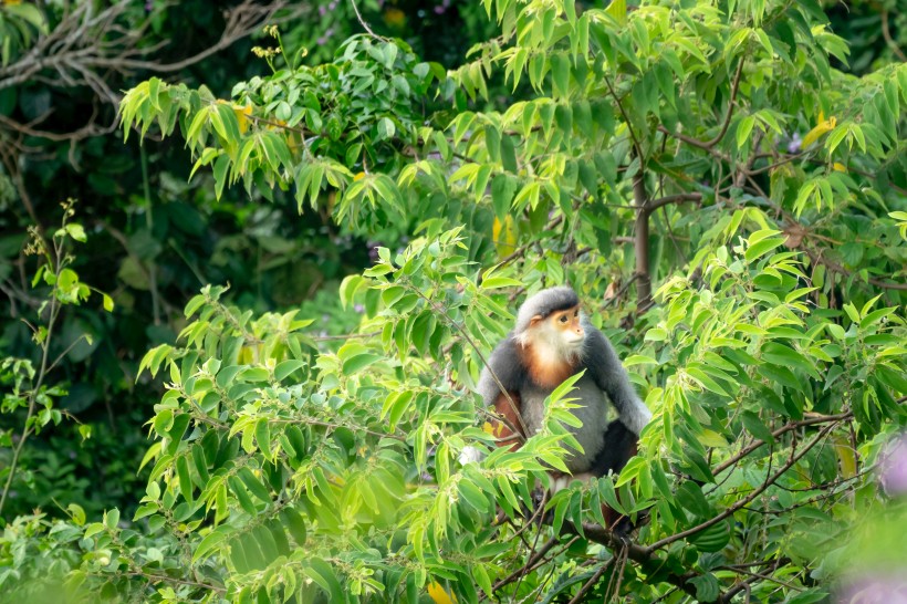 点击大图看下一张：森林里的猴子图片