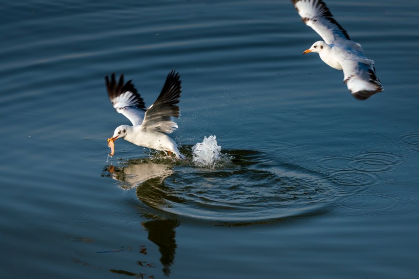 点击大图看下一张：在海面上捕食的海鸥图片