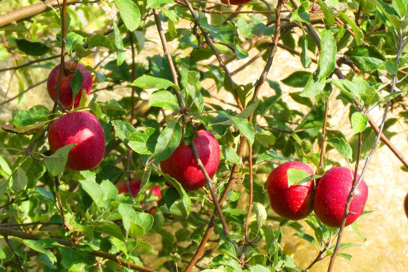 点击大图看下一张：挂在树枝上的红苹果图片