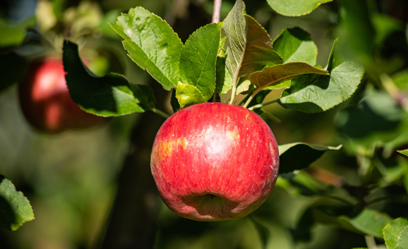 点击大图看下一张：挂在树枝上的红苹果图片