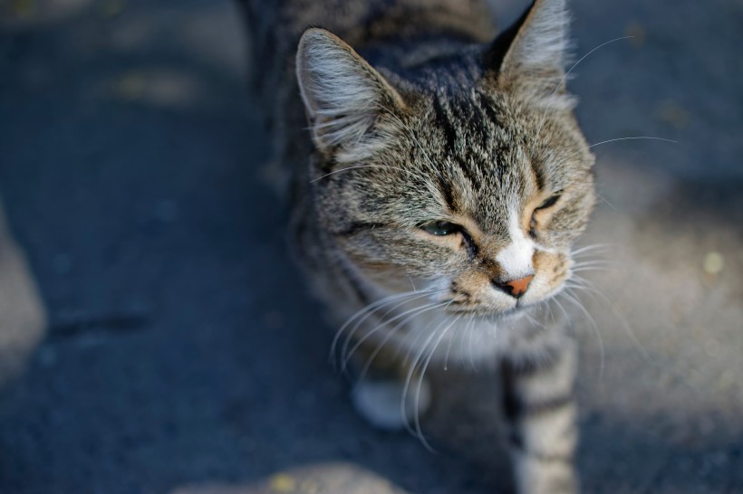 点击大图看下一张：一组灰色的小猫图片