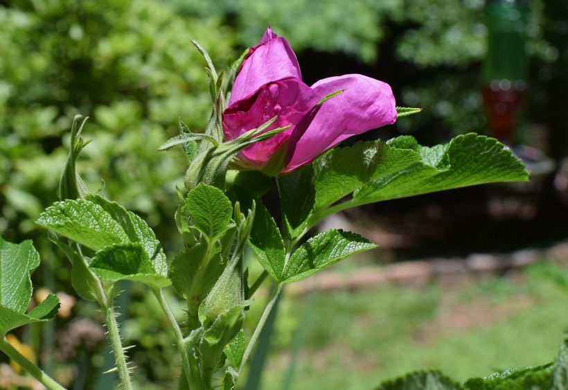 点击大图看下一张：娇艳欲滴的紫玫瑰图片