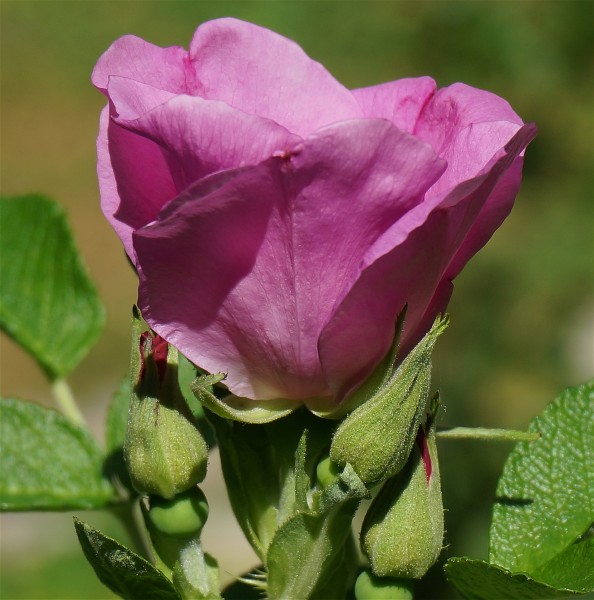 点击大图看下一张：娇艳欲滴的紫玫瑰图片