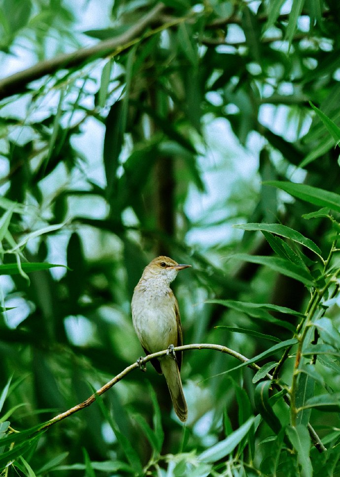 点击大图看下一张：一组柳枝上的小鸟图片