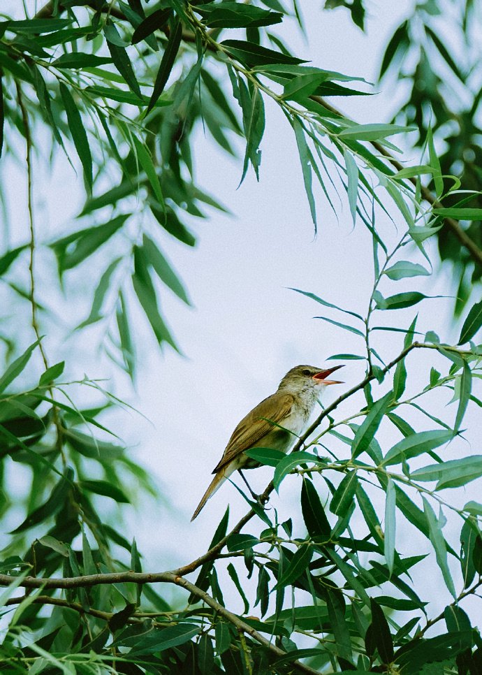 点击大图看下一张：一组柳枝上的小鸟图片