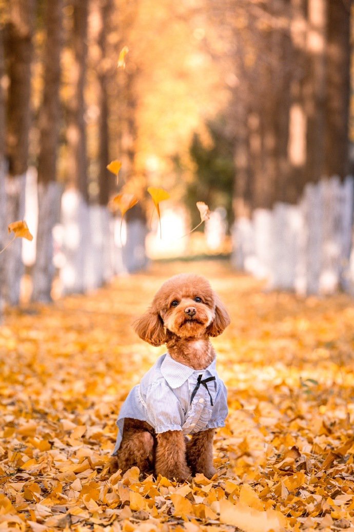 点击大图看下一张：银杏树下的泰迪狗狗摄影写真图片