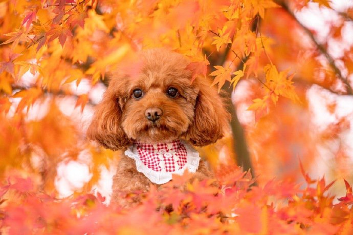 点击大图看下一张：银杏树下的泰迪狗狗摄影写真图片