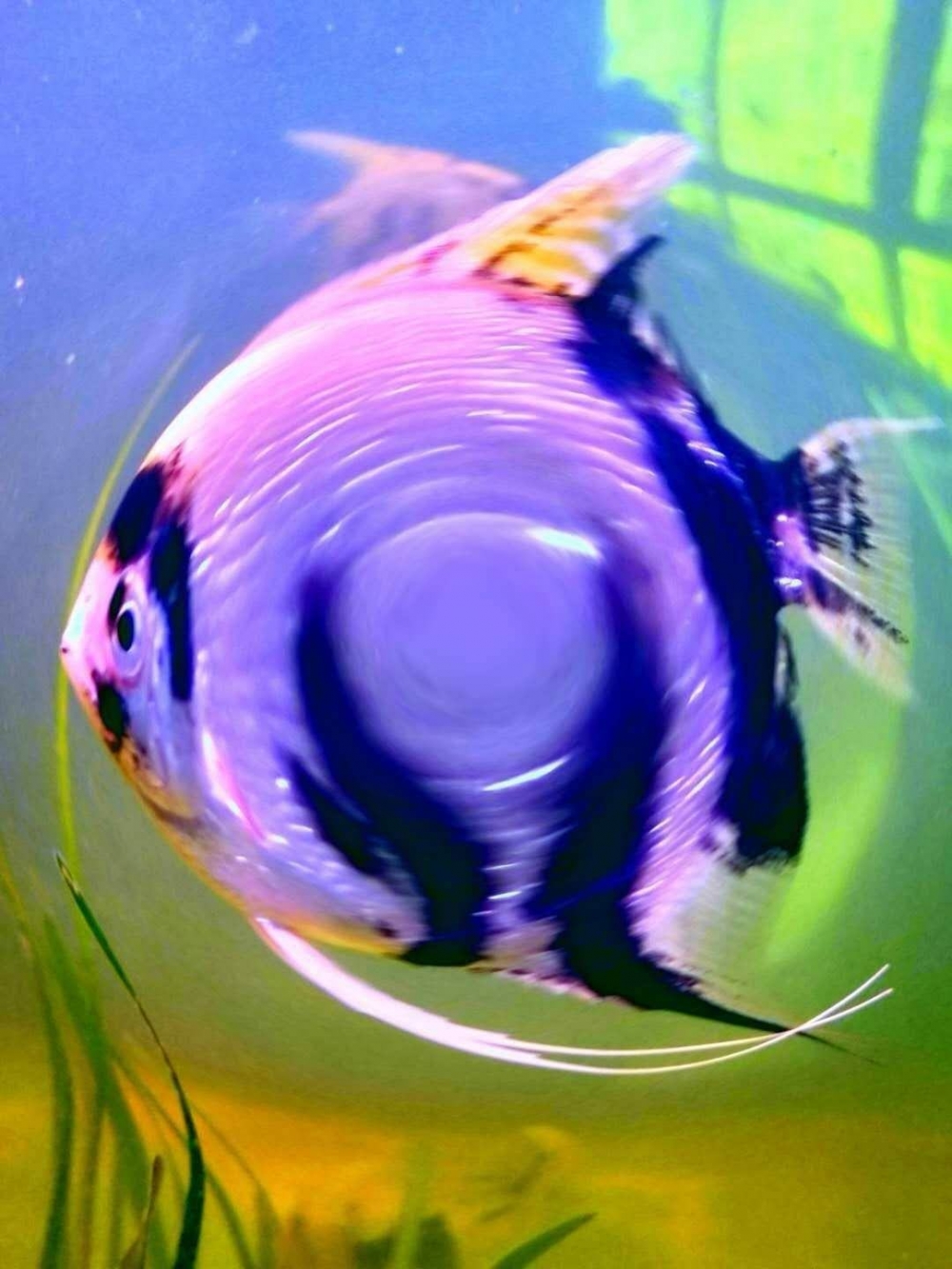 点击大图看下一张：优美迷人的燕鱼图片