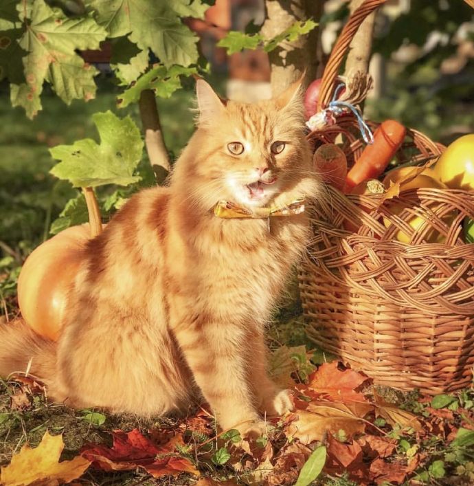 点击大图看下一张：带有秋天气息的西伯利亚森林猫图片
