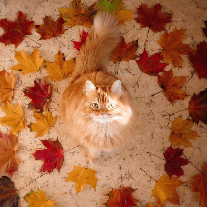 点击大图看下一张：带有秋天气息的西伯利亚森林猫图片
