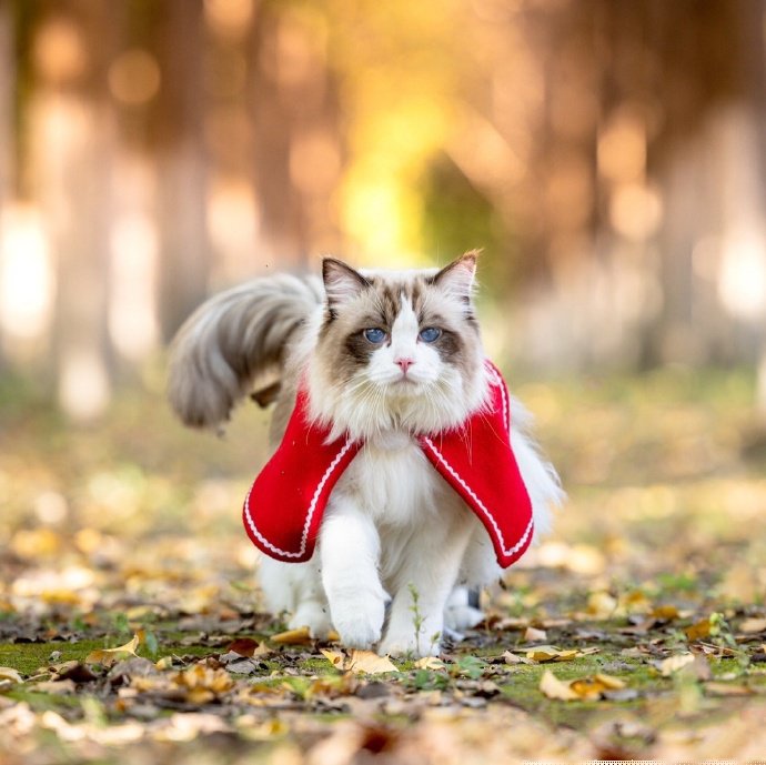 点击大图看下一张：富有王者风范的布偶猫图片