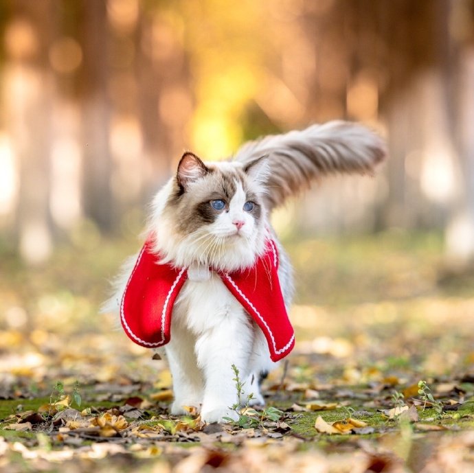 点击大图看下一张：富有王者风范的布偶猫图片