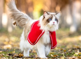 富有王者风范的布偶猫图片