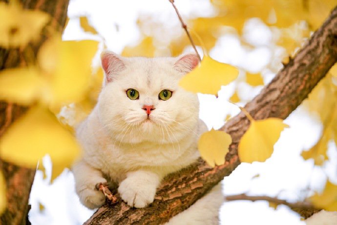 点击大图看下一张：银杏树上的白色猫咪图片