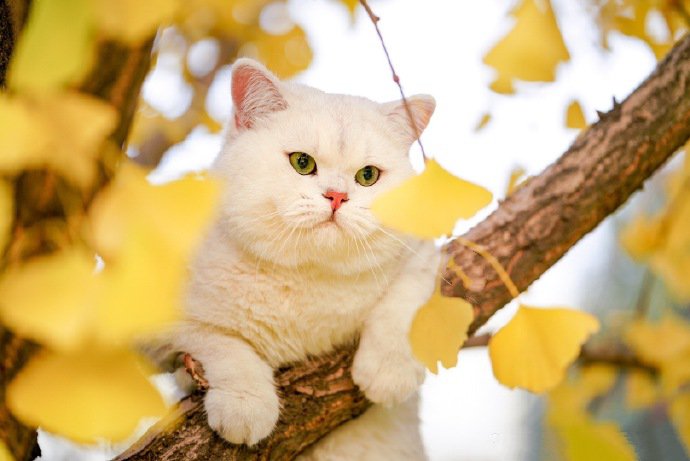 点击大图看下一张：银杏树上的白色猫咪图片