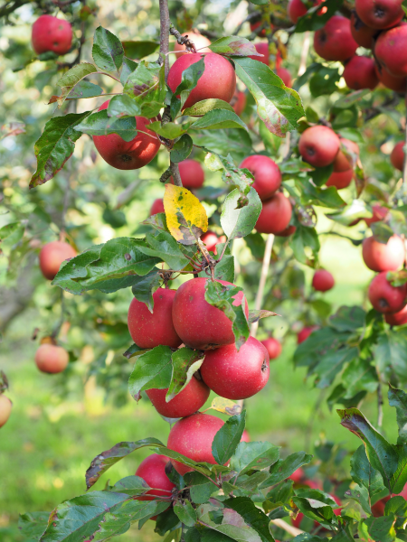 点击大图看下一张：红红的苹果挂满了枝头