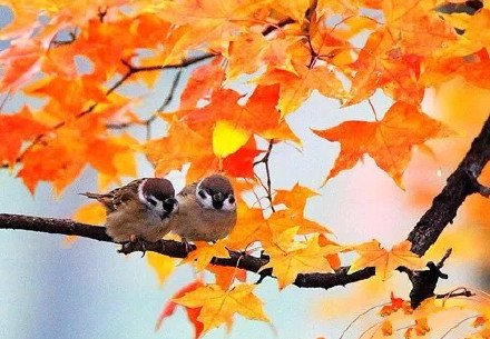 点击大图看下一张：富有诗意的秋季小鸟图片