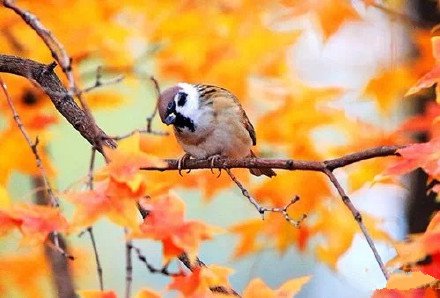 点击大图看下一张：富有诗意的秋季小鸟图片