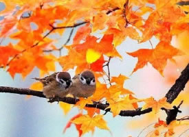 富有诗意的秋季小鸟图片