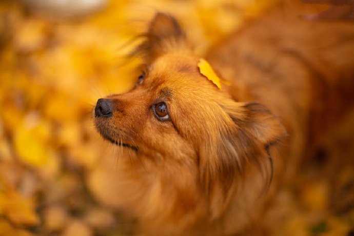 点击大图看下一张：银杏落叶下玩耍的狗狗图片