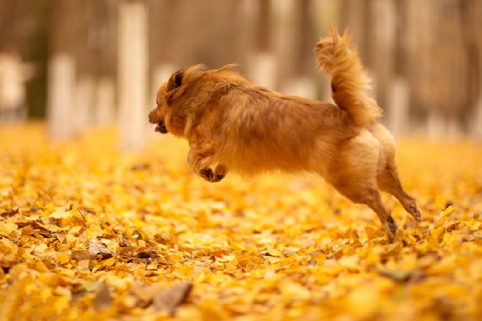点击大图看下一张：银杏落叶下玩耍的狗狗图片