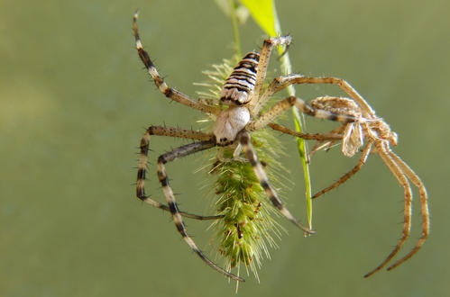 点击大图看下一张：一组吓人的蜘蛛图片