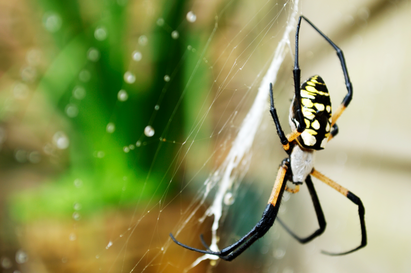点击大图看下一张：蜘蛛网上的蜘蛛图片