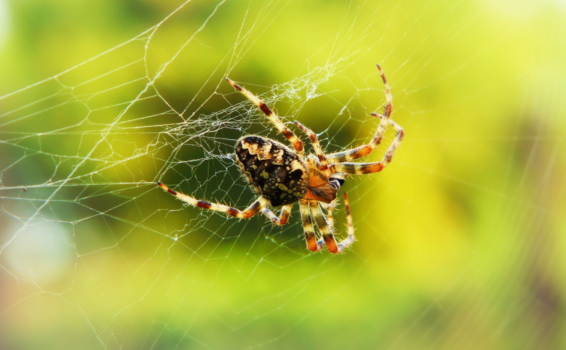 点击大图看下一张：蜘蛛网上的蜘蛛图片