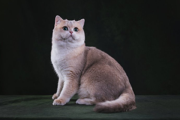 点击大图看下一张：胖嘟嘟的蓝金渐层猫猫图片