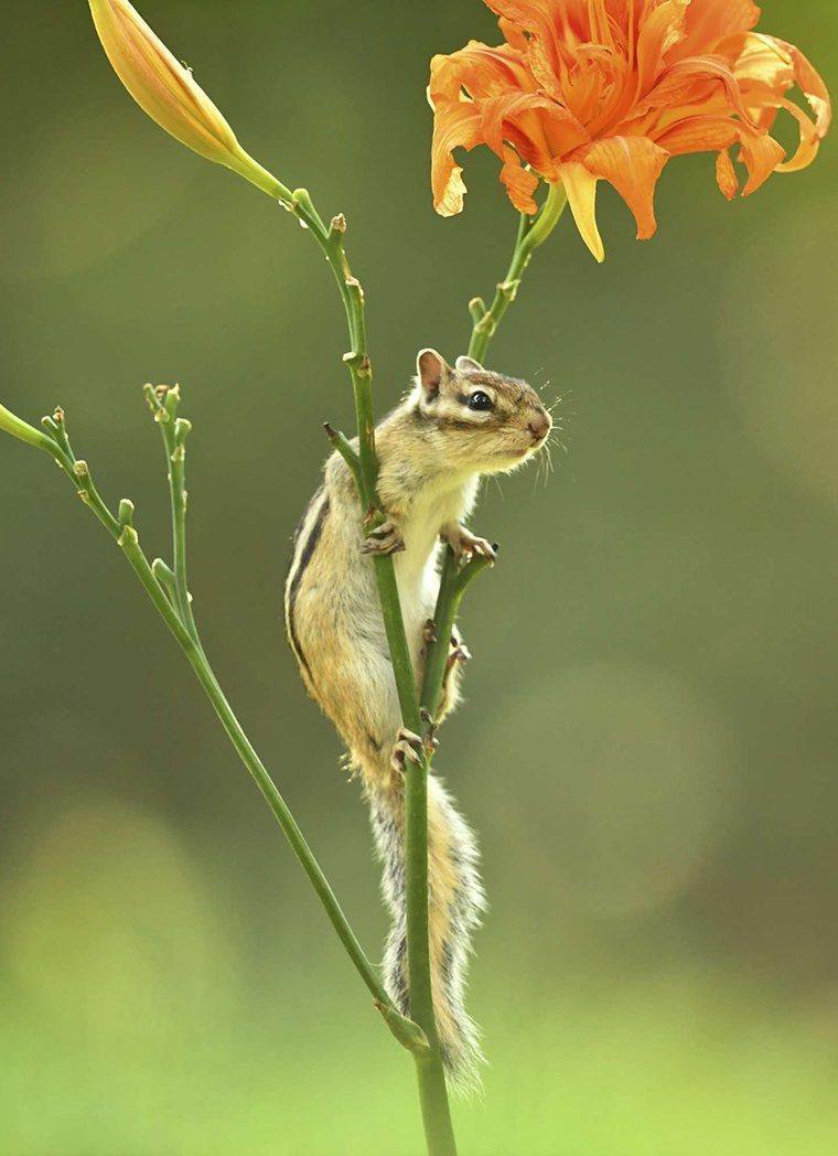 点击大图看下一张：在花枝上玩耍的花栗鼠图片