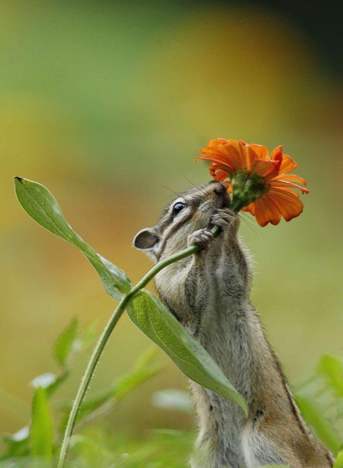 点击大图看下一张：在花枝上玩耍的花栗鼠图片