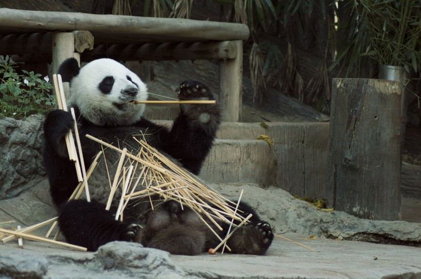 点击大图看下一张：一组珍稀的大熊猫图片