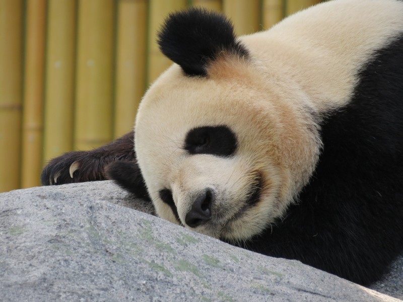 点击大图看下一张：一组珍稀的大熊猫图片