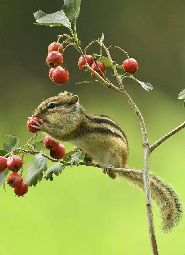 点击大图看下一张：喜欢吃果子的花栗鼠图片