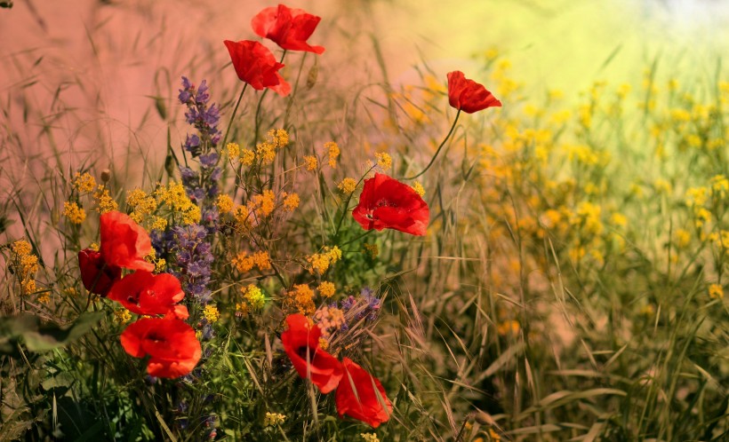点击大图看下一张：魅惑迷人的罂粟花图片