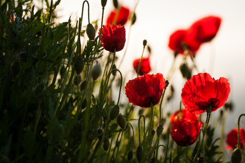 点击大图看下一张：一组红色的罂粟花图片