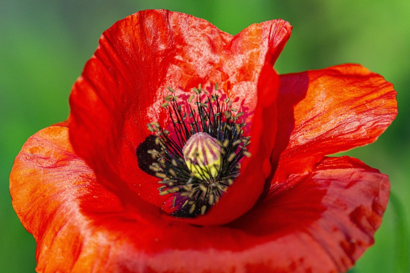 点击大图看下一张：一组红色的罂粟花图片