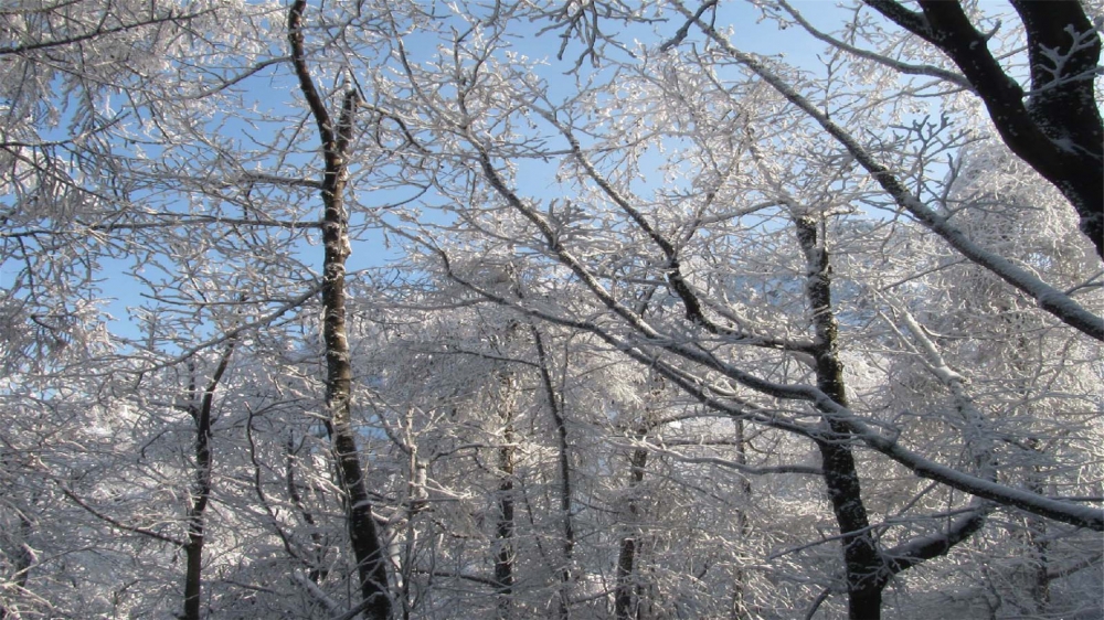 点击大图看下一张：一组唯美的崂山冬景图片