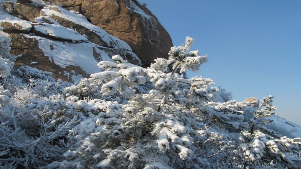 点击大图看下一张：一组唯美的崂山冬景图片