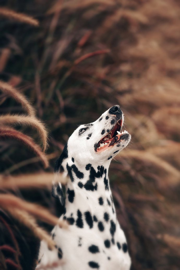 点击大图看下一张：一组帅气的大麦町犬草地摄影图片