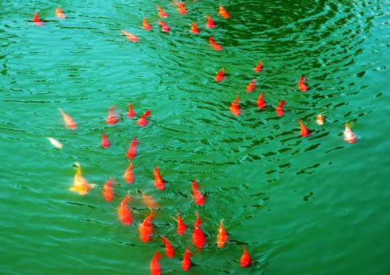 点击大图看下一张：池塘里自由的鱼变换着队行