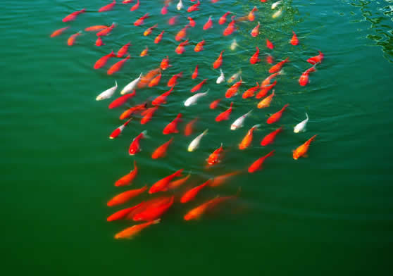 点击大图看下一张：池塘里自由的鱼变换着队行
