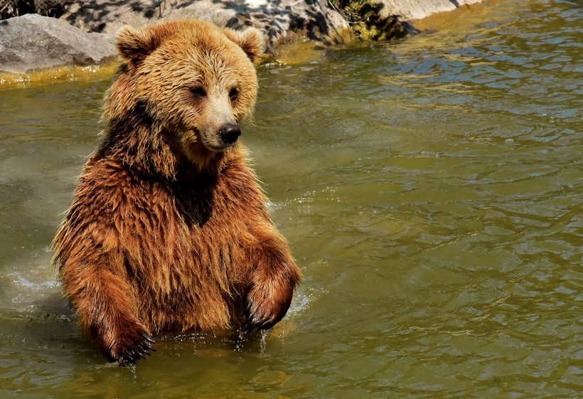点击大图看下一张：身躯庞大的棕熊图片