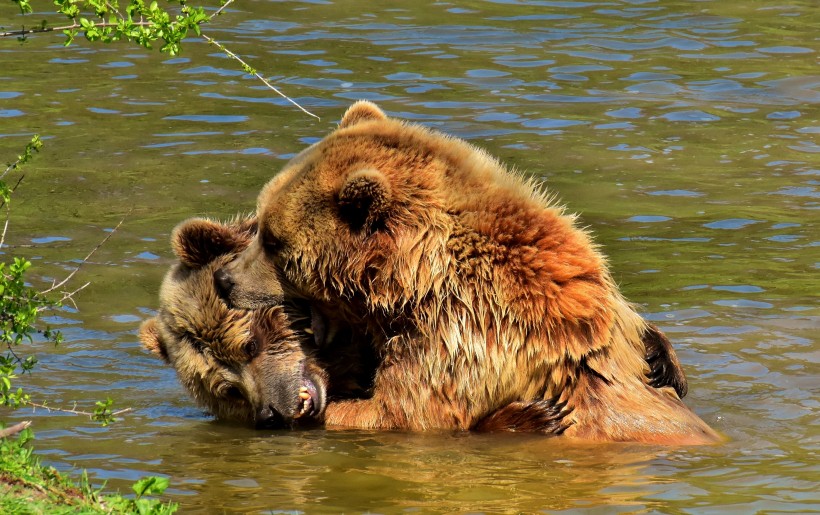 点击大图看下一张：身躯庞大的棕熊图片