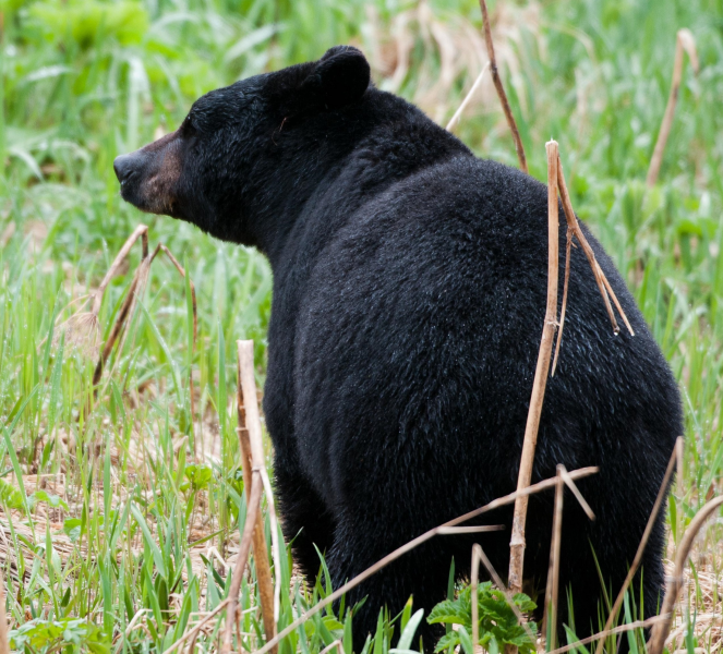点击大图看下一张：身体粗壮的野生黑熊图片