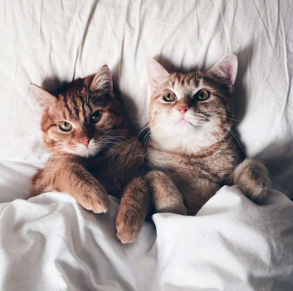 点击大图看下一张：一组甜甜蜜蜜的猫咪图片